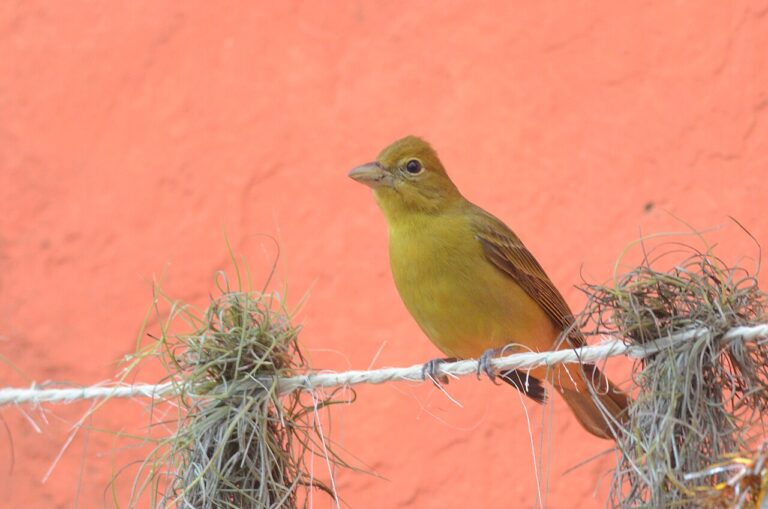 Female Summer Tanager: Identification Guide