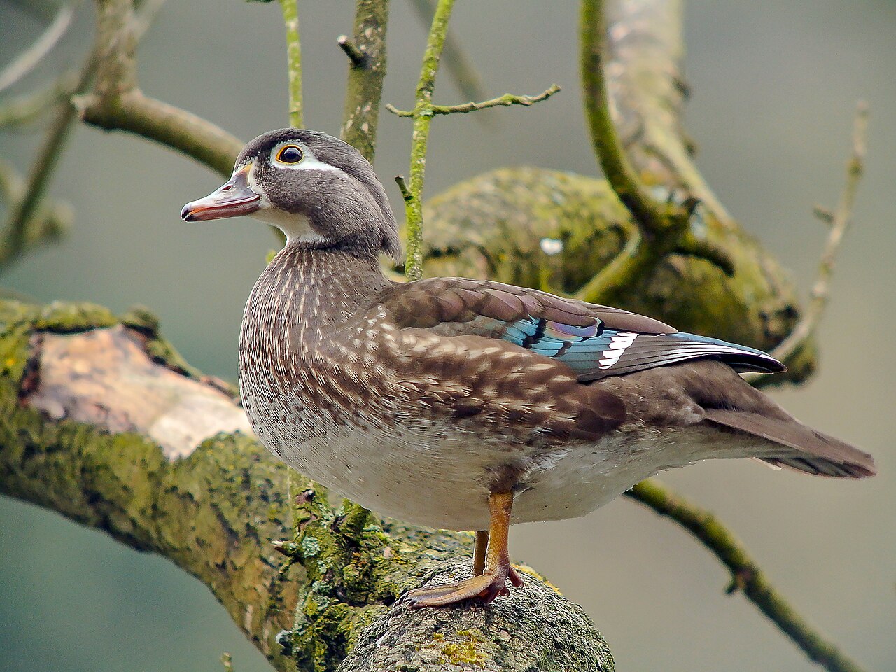 Female Wood Duck: Identification Guide