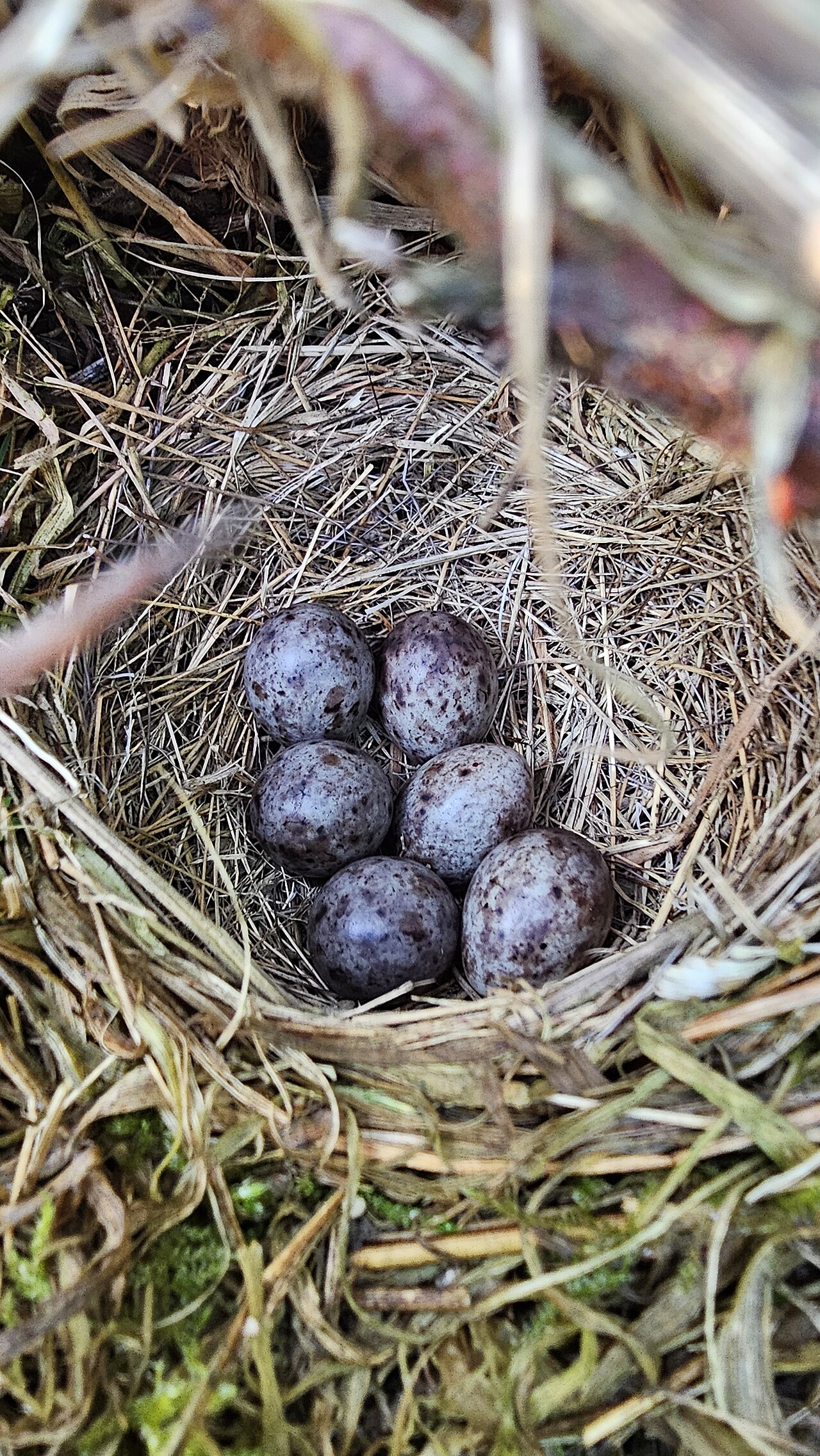 Female Wood Duck Behavior and Nesting
