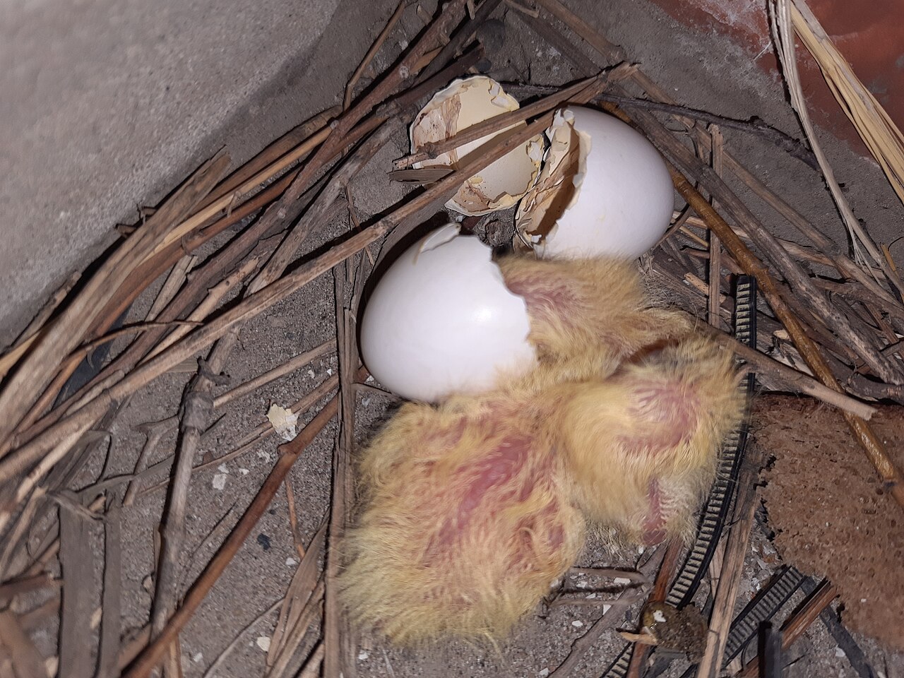 Wood Ducks and Nest Boxes