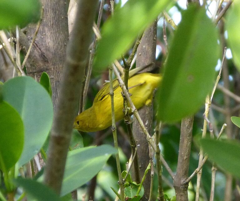 Female Yellow Warbler: Identification Guide