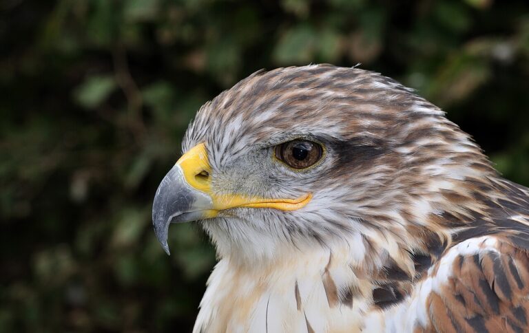 Ferruginous Hawk: Largest Hawk Guide