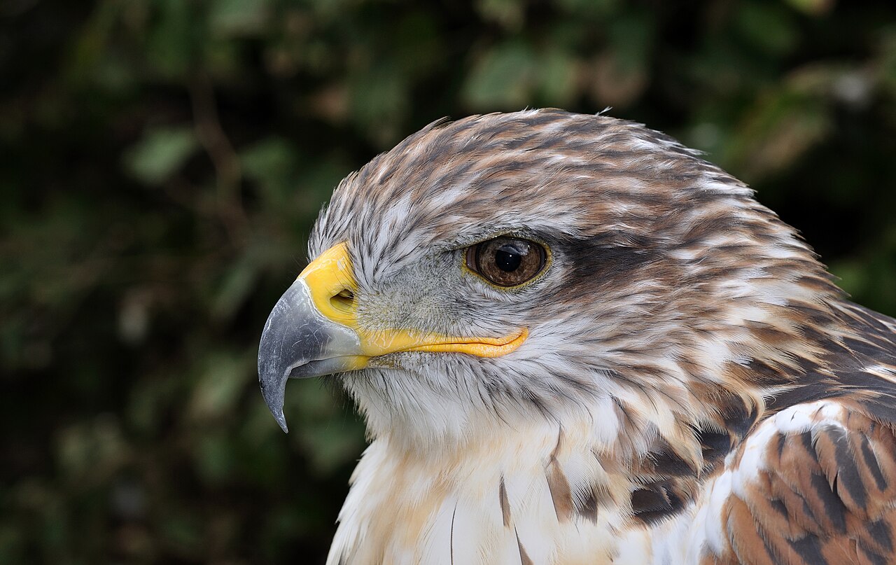 Ferruginous Hawk: Largest Hawk Guide