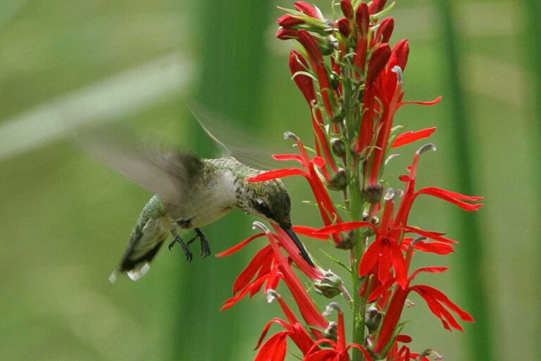 Flowers That Attract Birds: 25 Best Blooms for Hummingbirds, Finches & Songbirds