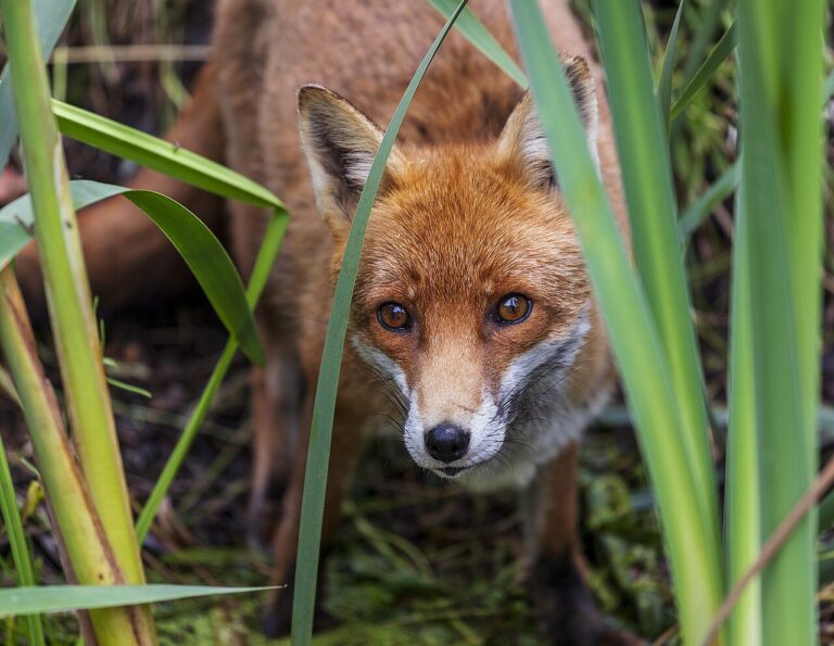 Fox vs Coyote