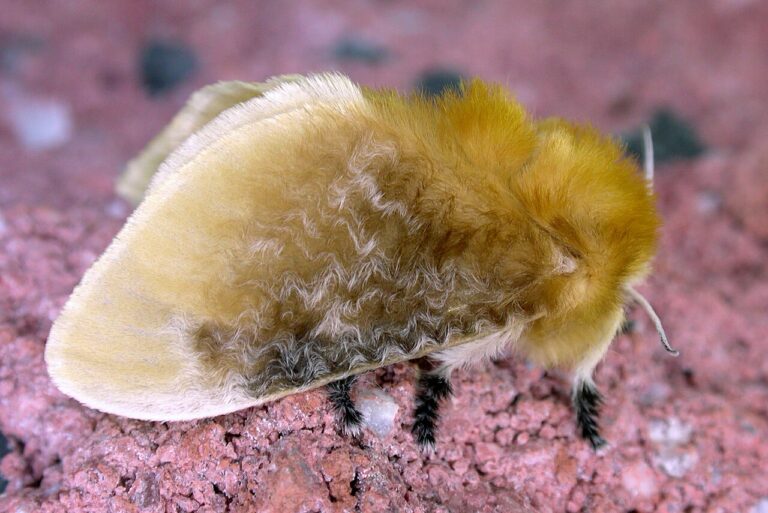 Fuzzy Caterpillar: Which Ones Sting & Which Are Safe