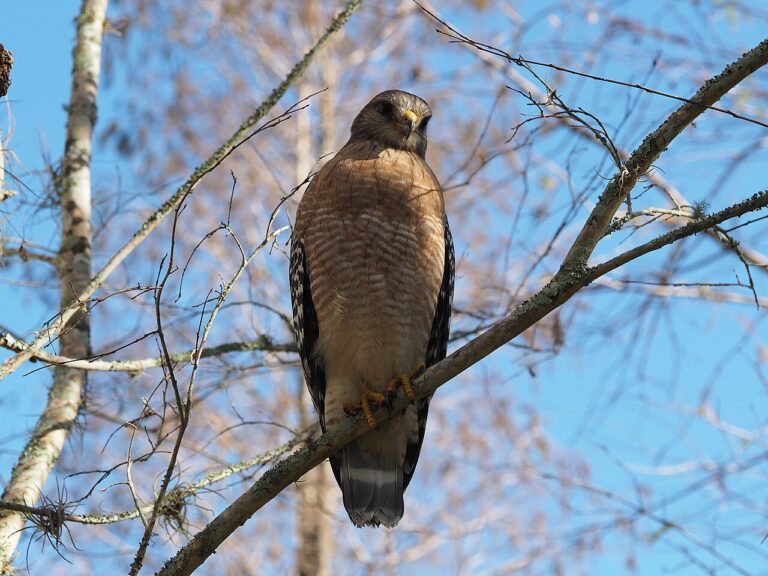 How to Get Rid of Hawks at Bird Feeders