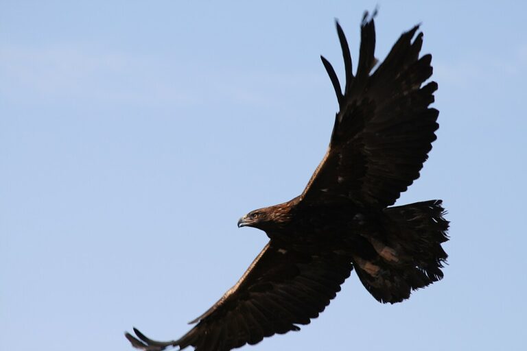 Golden Eagle: Western Giant Guide