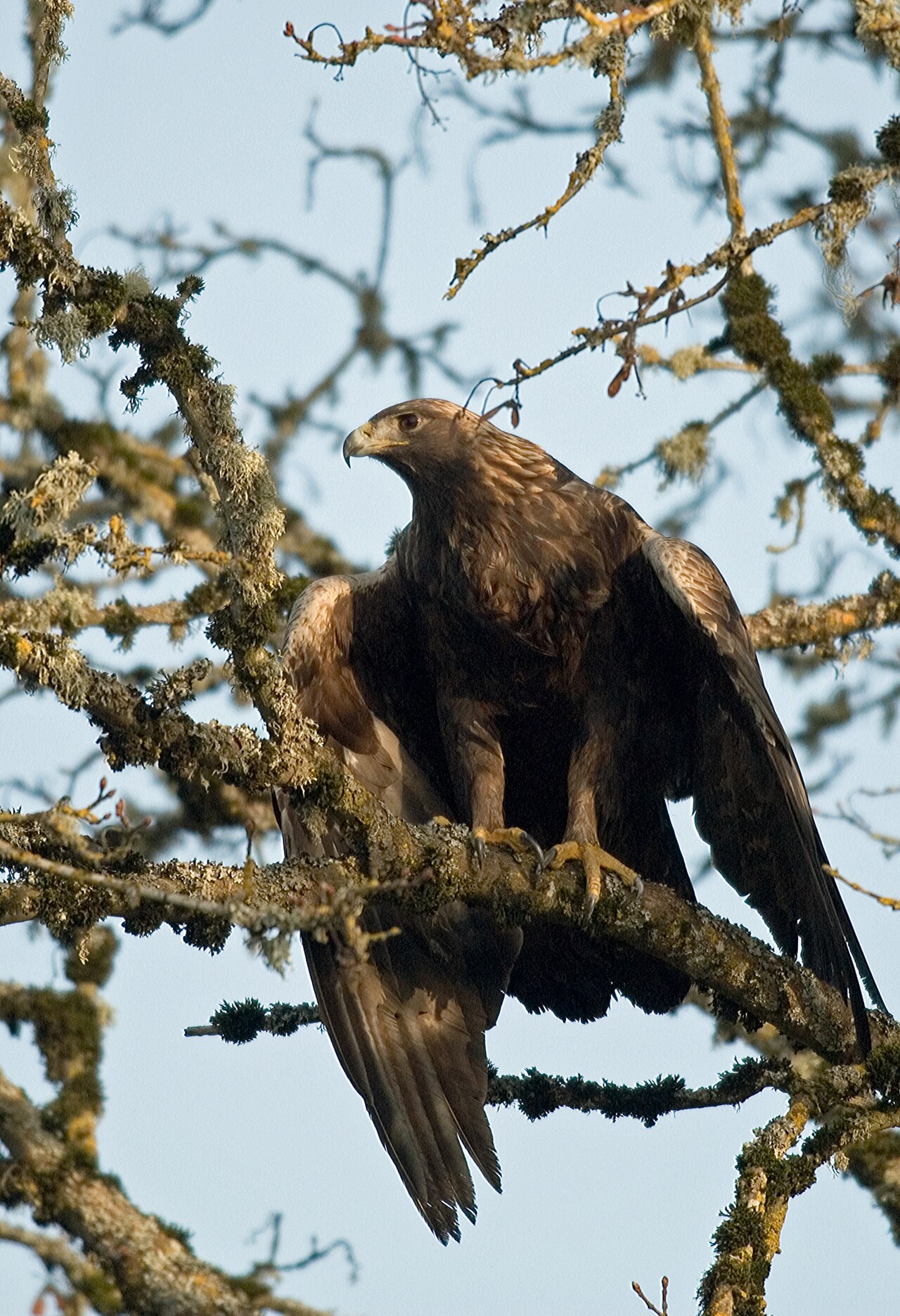 Golden Eagle perched