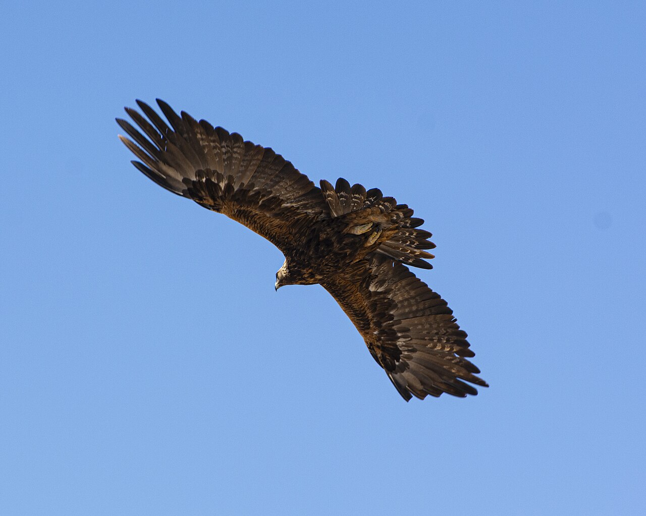 Golden Eagle in flight