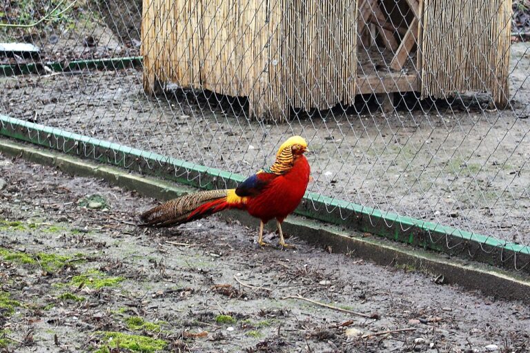 Golden Pheasant: Appearance, Diet & Care Guide