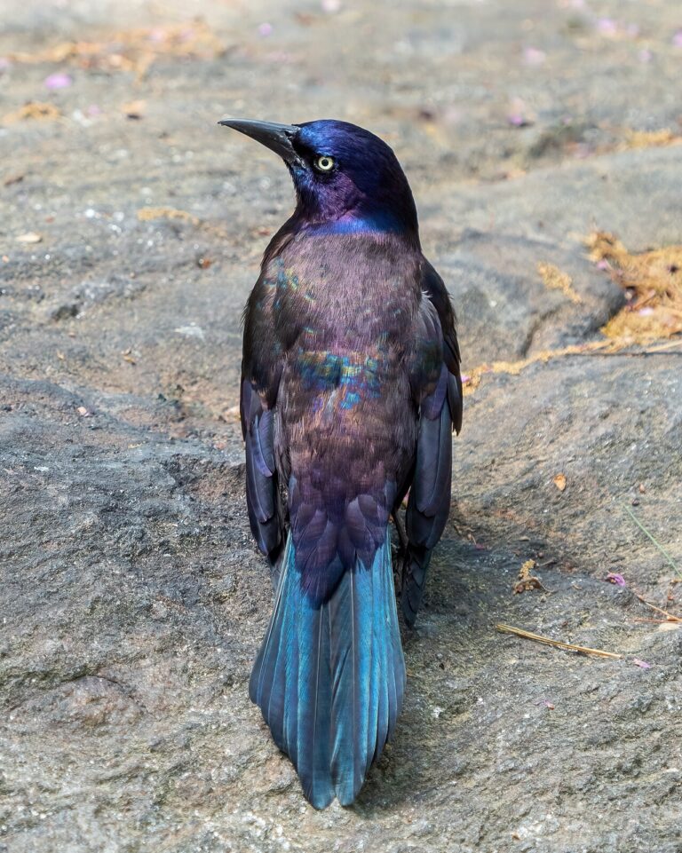 Grackle vs Starling: How to Tell Them Apart