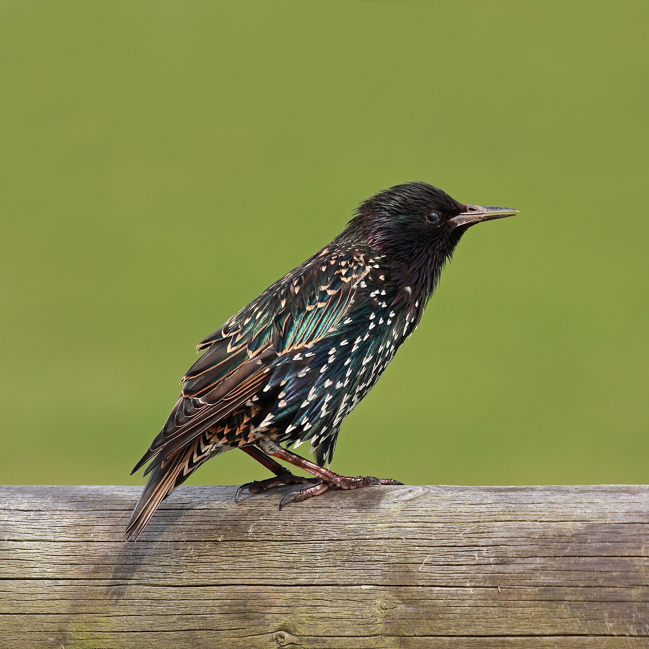 How to identify a Common Grackle