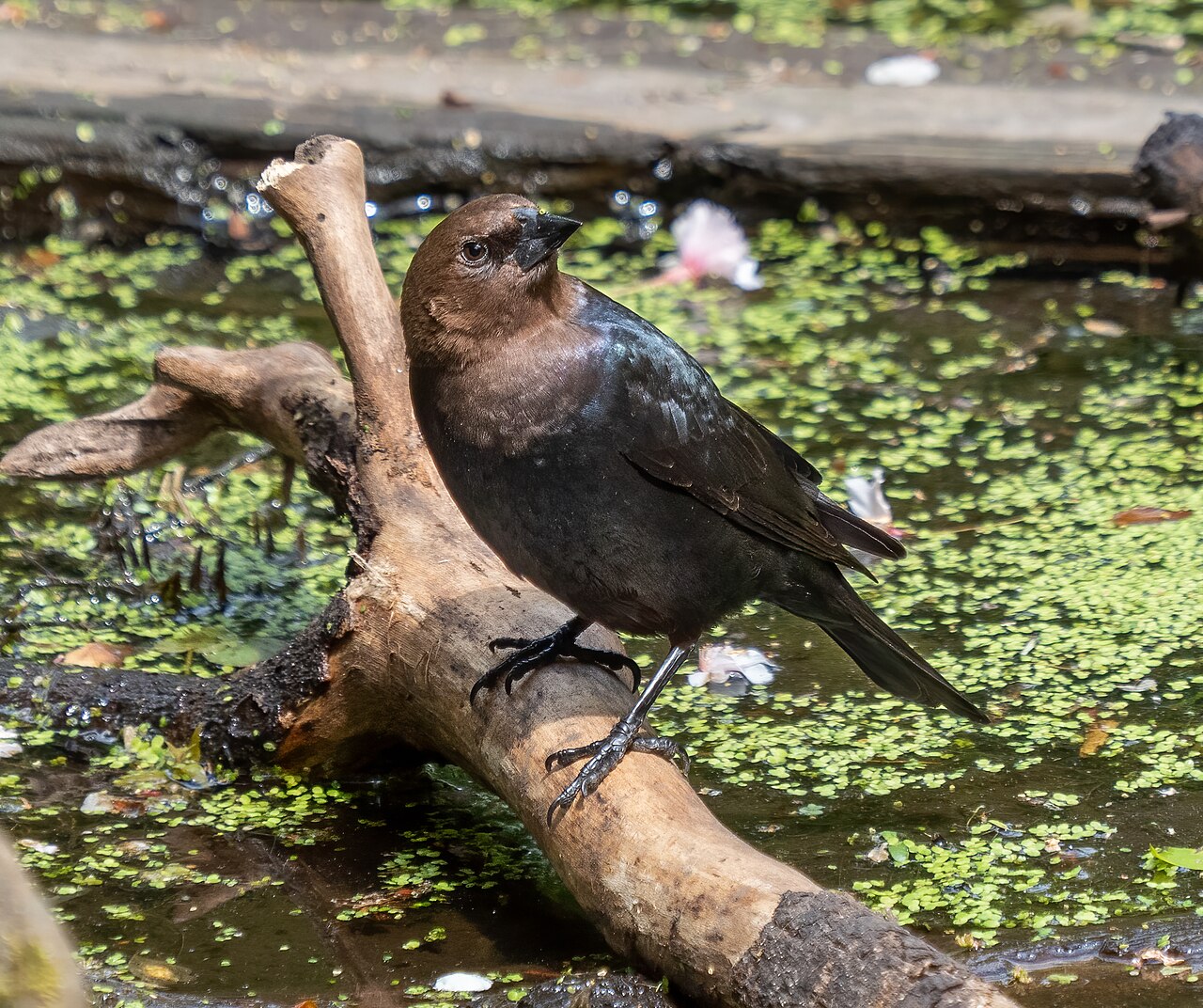 The third look-alike: Brown-headed Cowbird