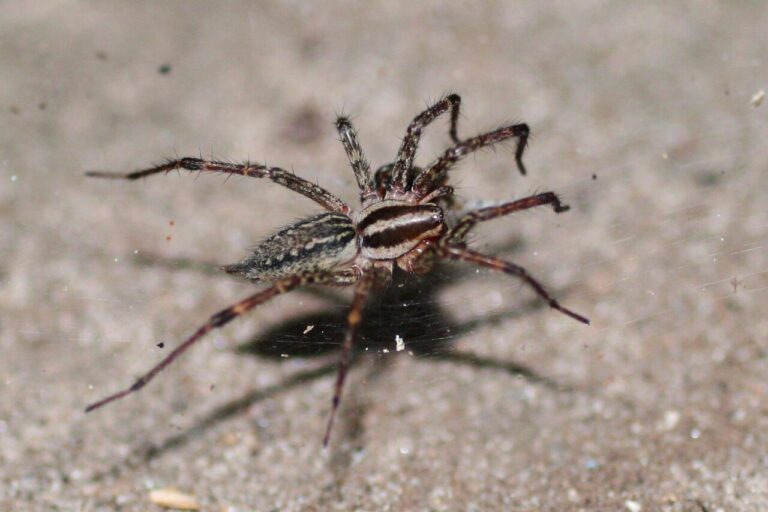 Grass Spider: Identification & Facts Guide