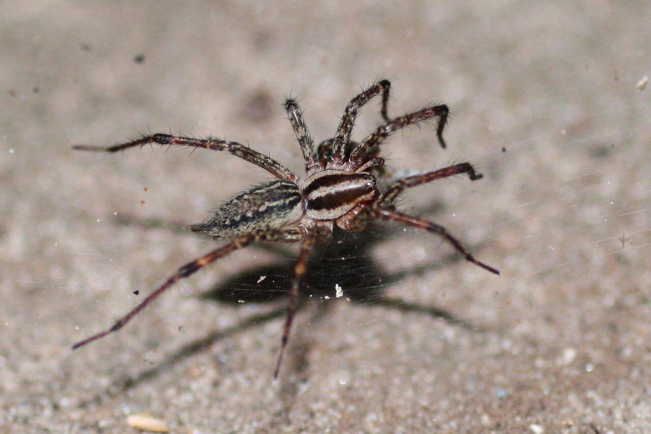 Grass Spider: Identification & Facts Guide