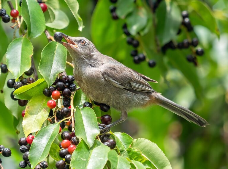 Gray Catbird: Identification, Sound, and Behavior Guide
