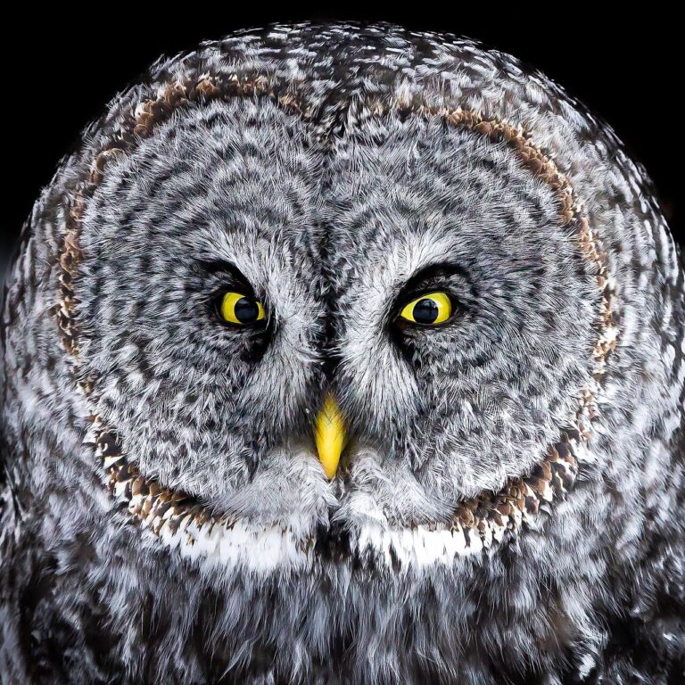 Great Gray Owl: Identification, Facts, and Habits