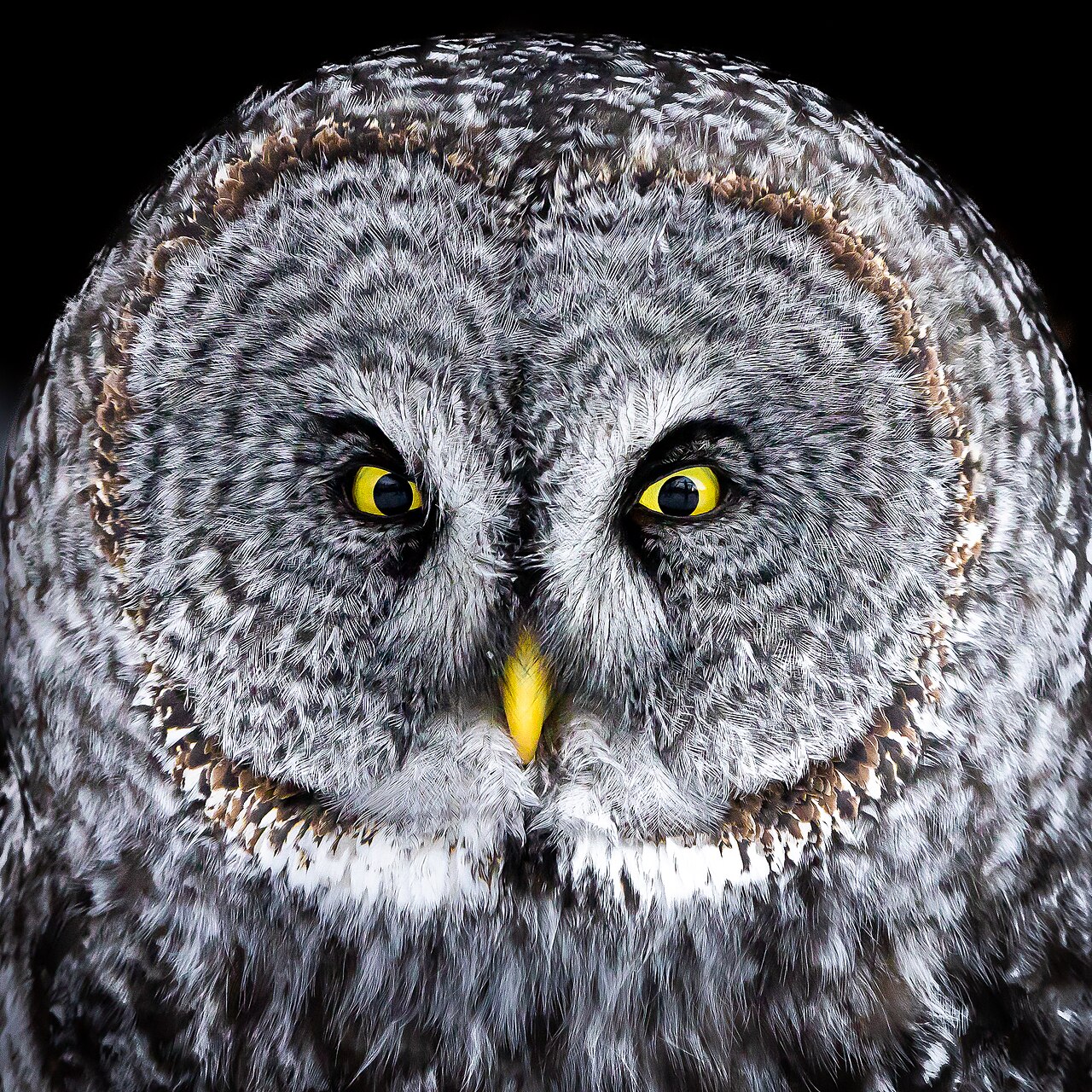 Great Gray Owl: Identification, Facts, and Habits