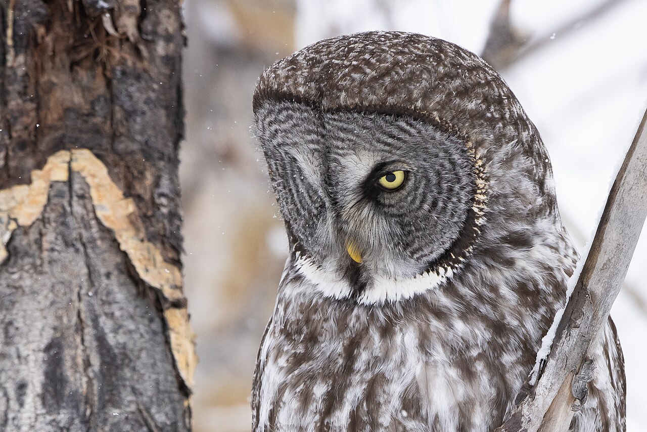 Great Gray Owl sounds