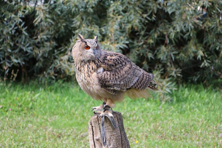 Great Horned Owl: Identification, Sounds, and Facts