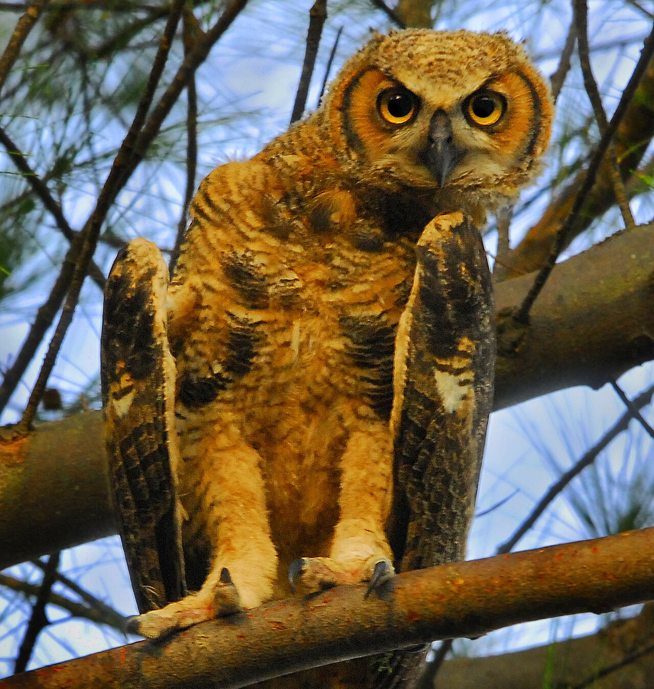 Great Horned Owl sounds and calls
