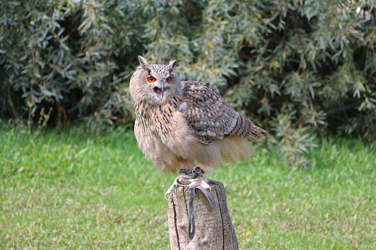 Great Horned Owl Sounds: Hoots and Calls Explained