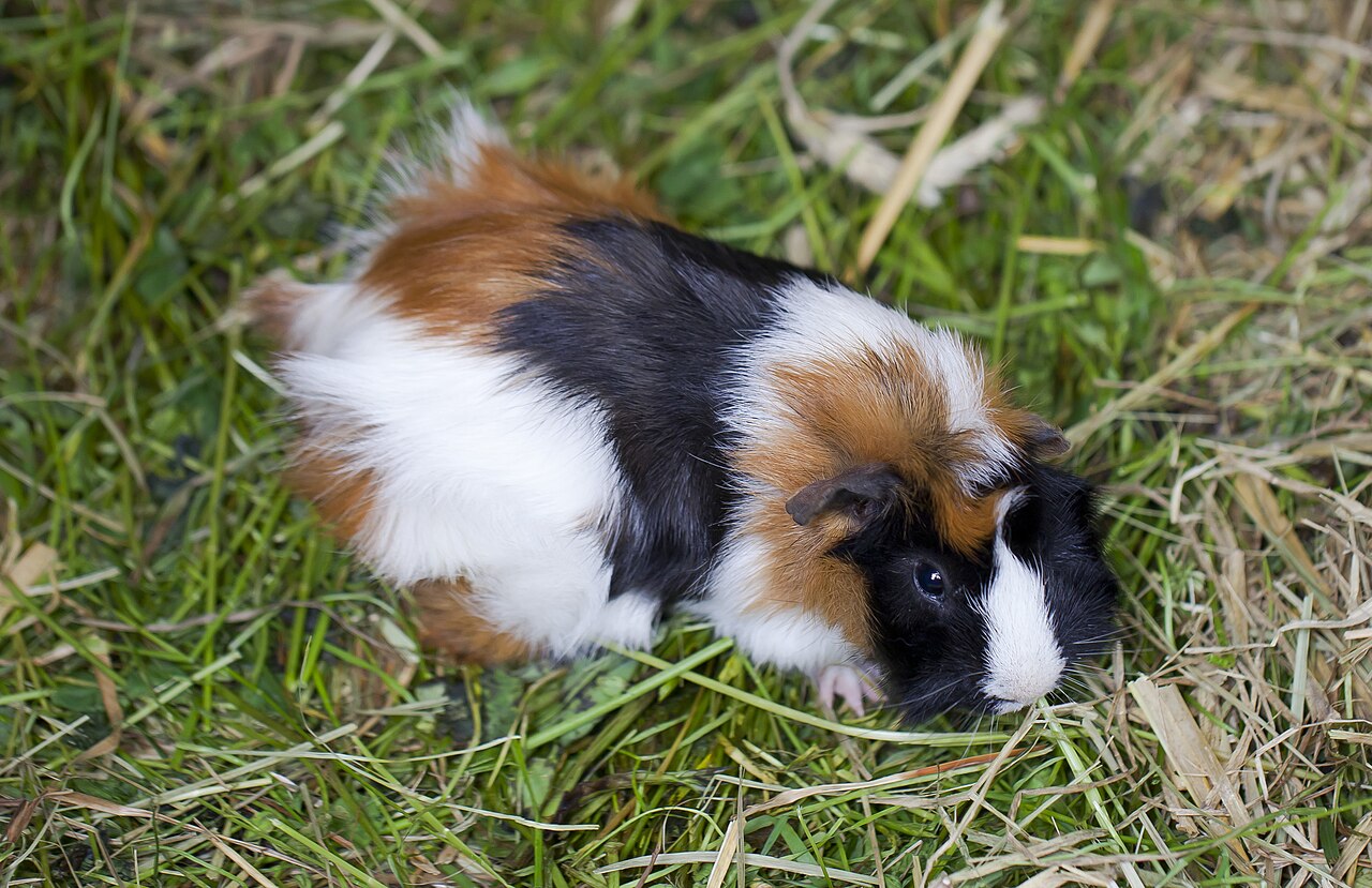 Guinea Pig Breeds: Complete Guide to All 13 Types