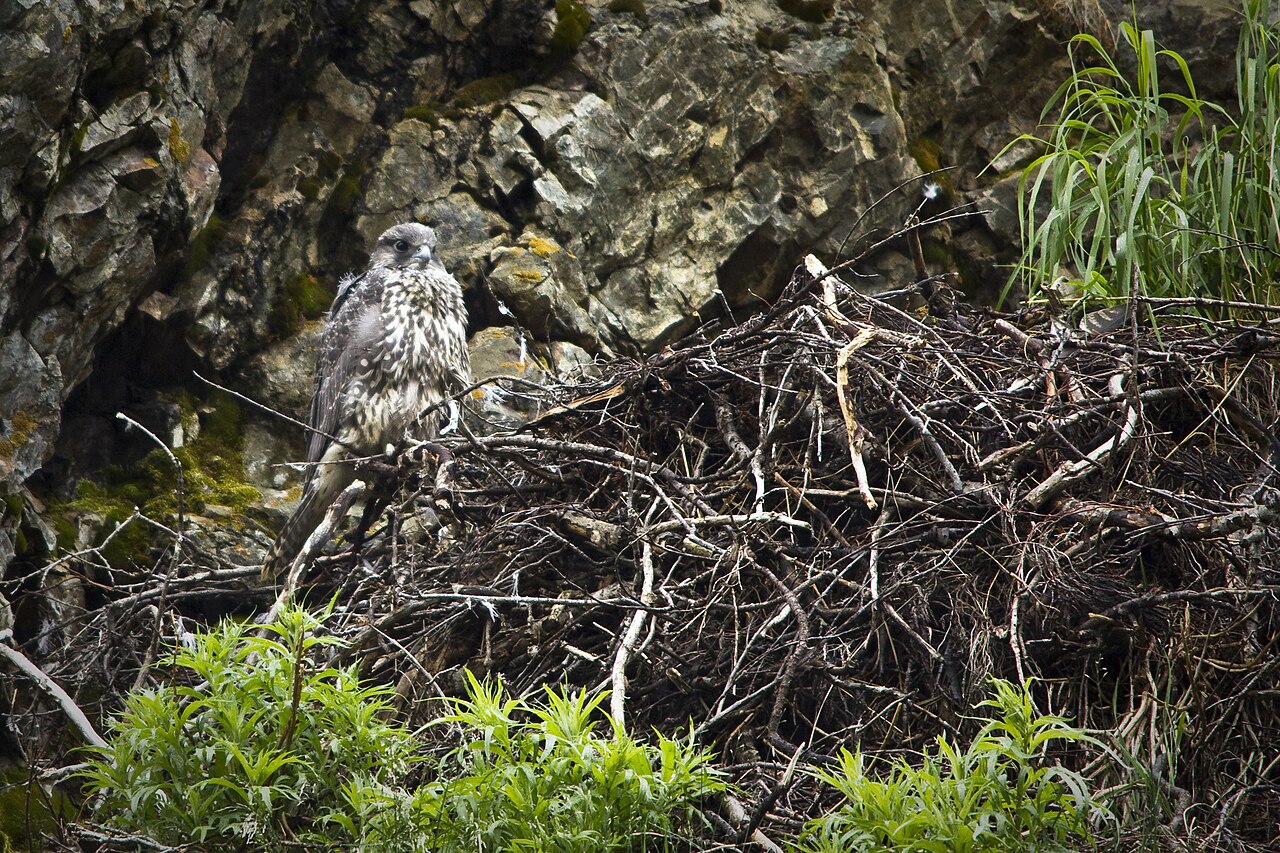 Nesting and Life Cycle