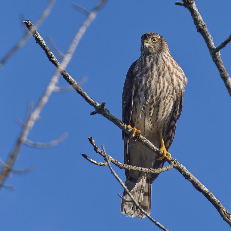Hawk Calls and Sounds: Identification Guide