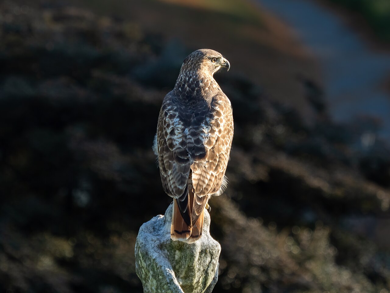 What Does It Mean When You See a Hawk?