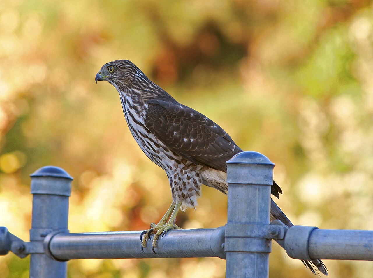 Hawk symbolism across cultures