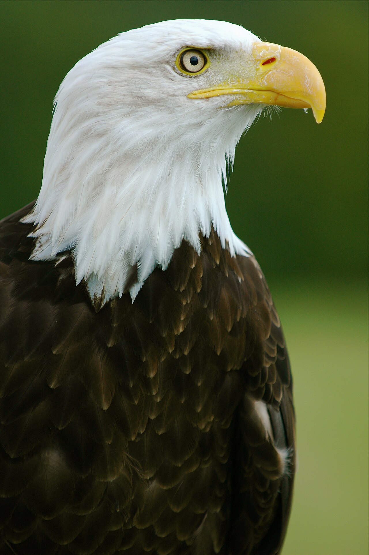 Hawk vs Eagle: Identification Differences Explained