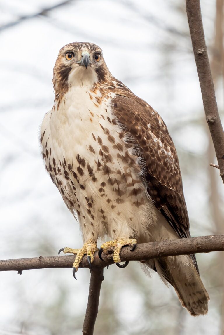 Hawk vs Falcon: Key Differences Explained