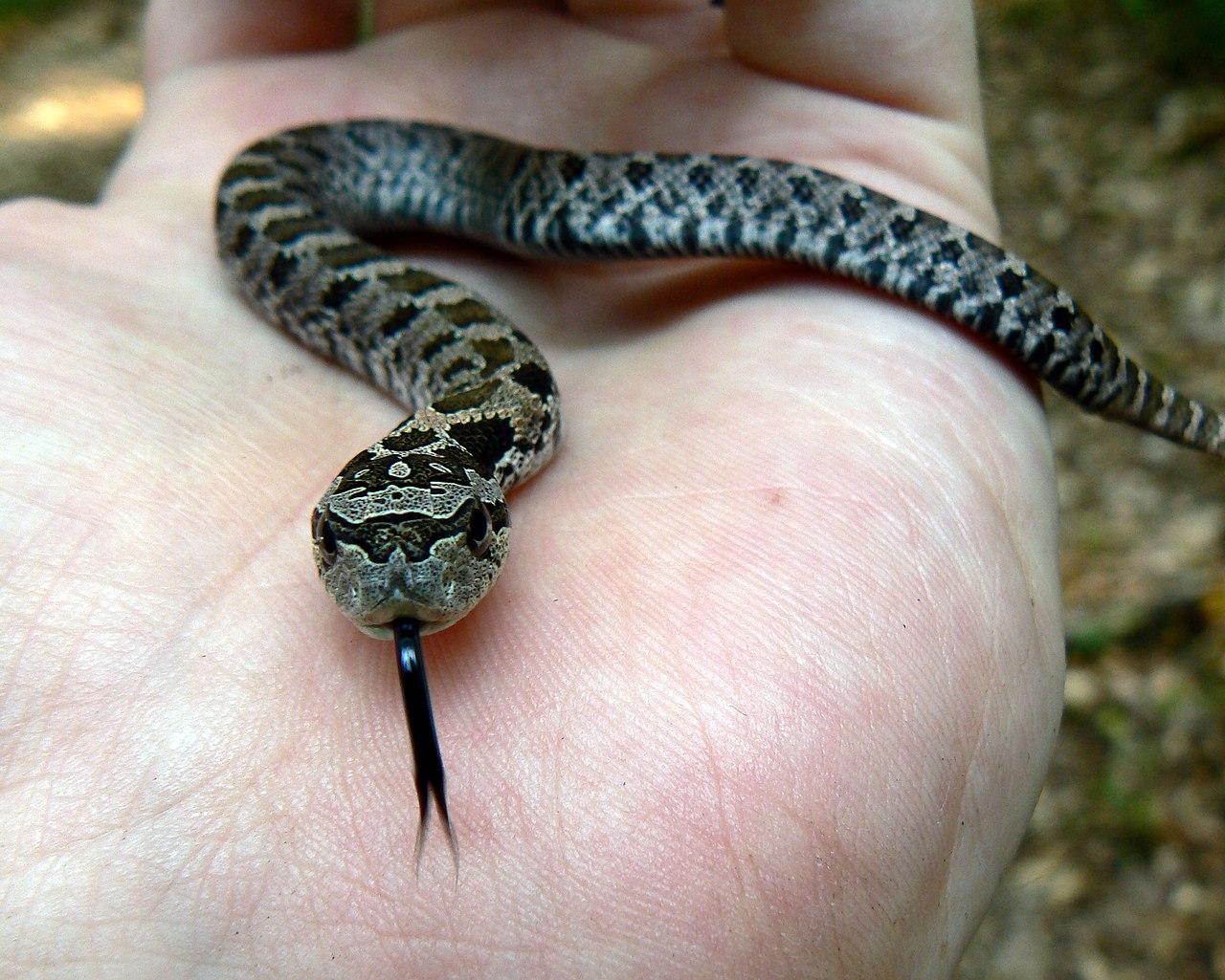 Hognose Snake