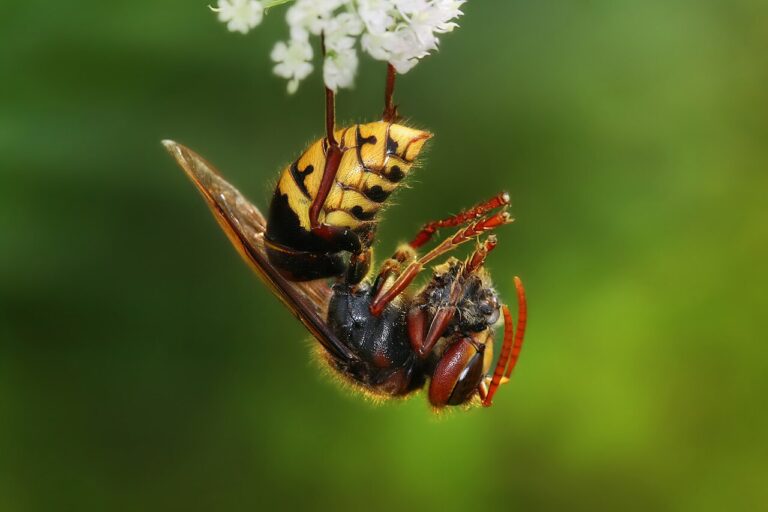 Hornet vs Wasp: Key Differences Explained