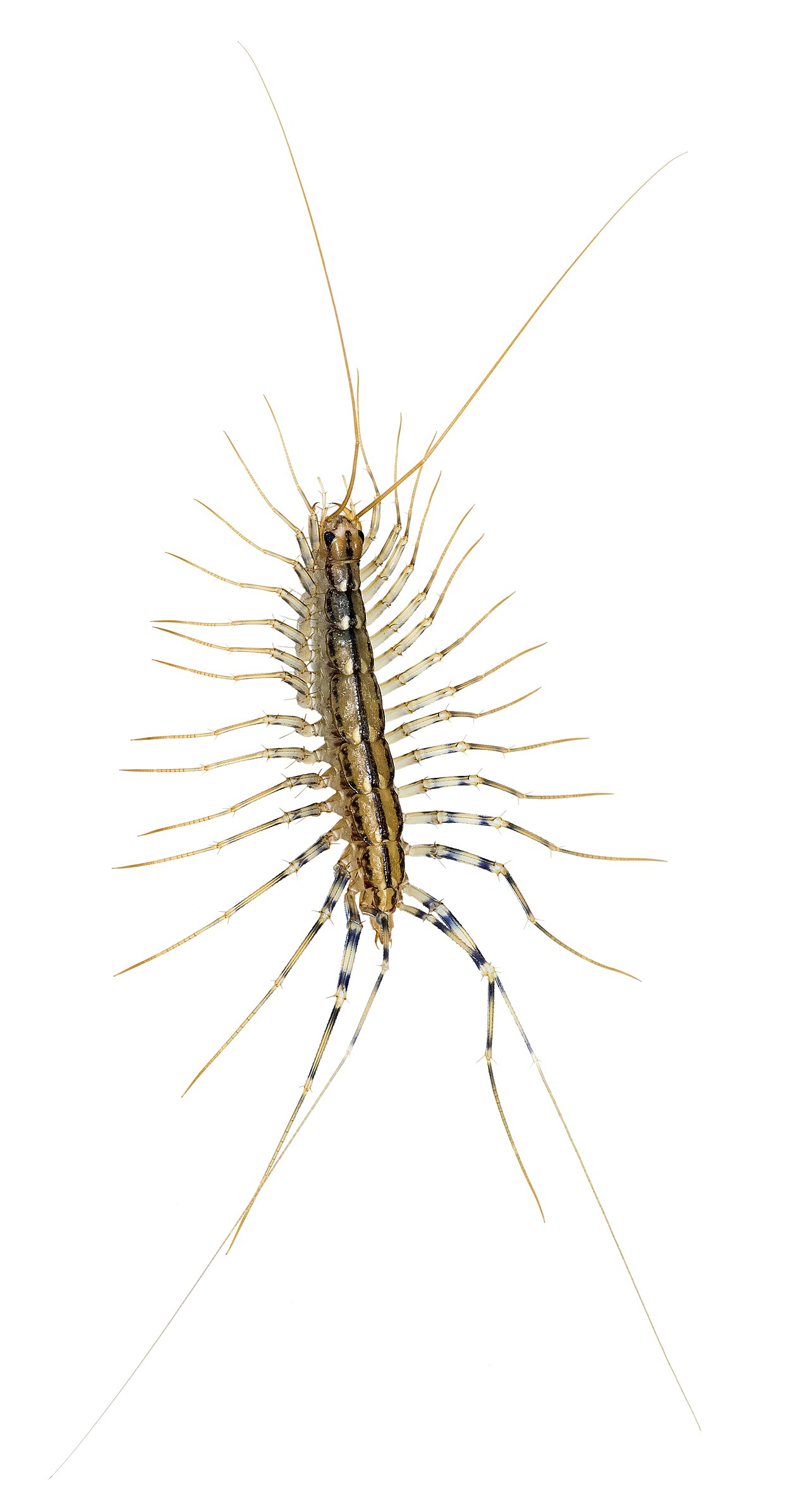 House Centipede