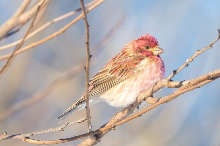 House Finch vs Purple Finch: Identification Guide