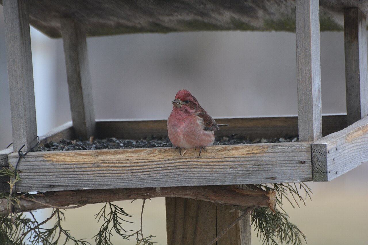 Female House Finch vs Female Purple Finch: Look at the Face