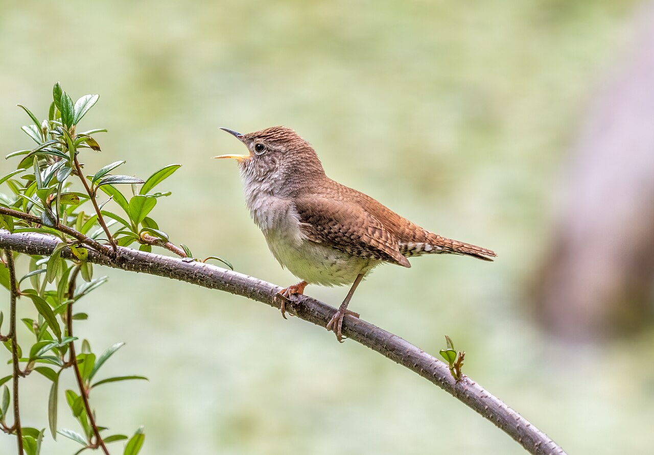 What Does a House Wren Sound Like?