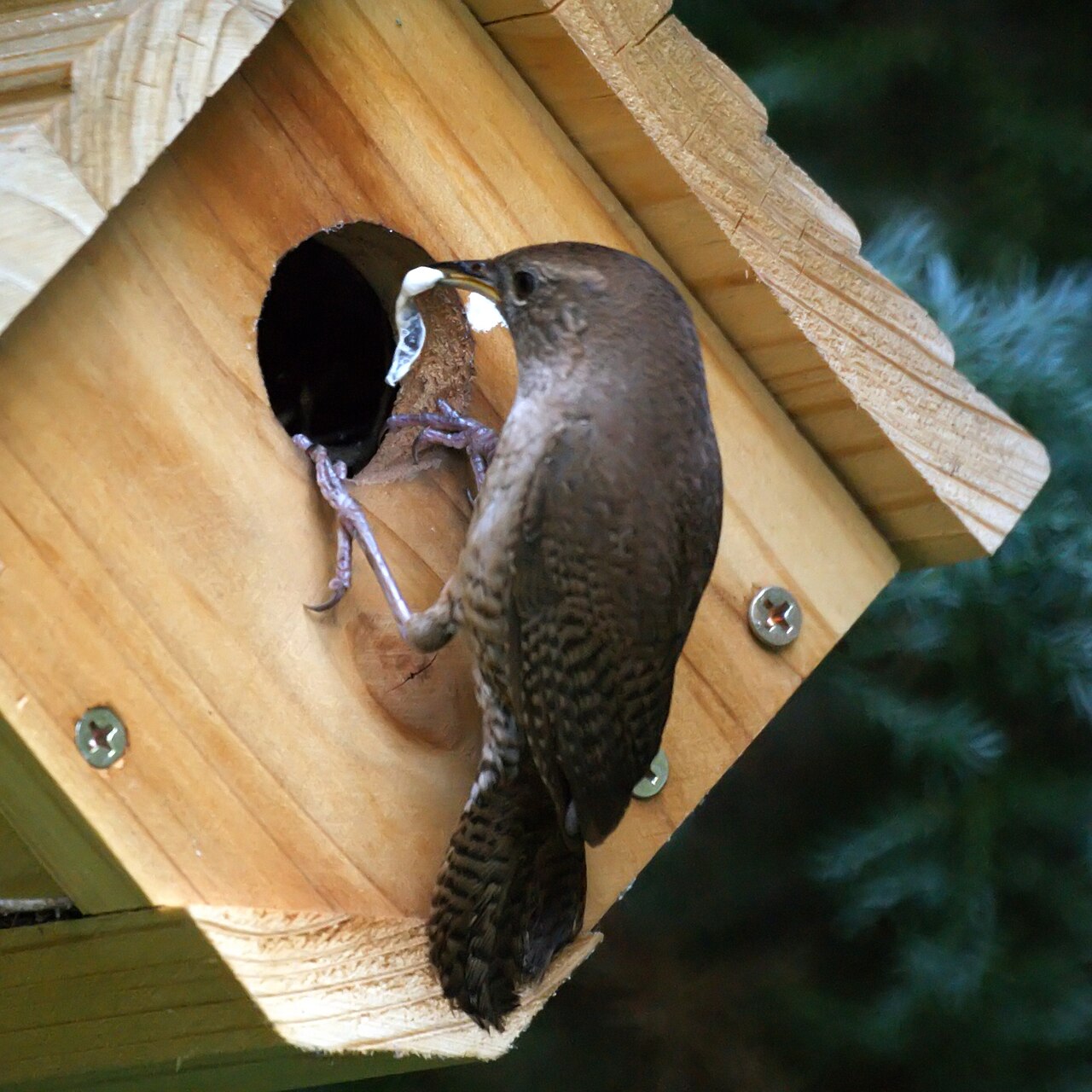 House Wren Nesting Behavior: Sticks Everywhere