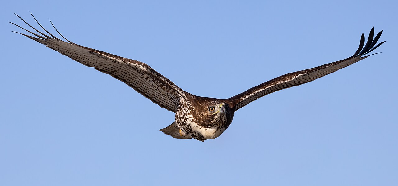 How Do Birds Fly? Flight Mechanics Explained