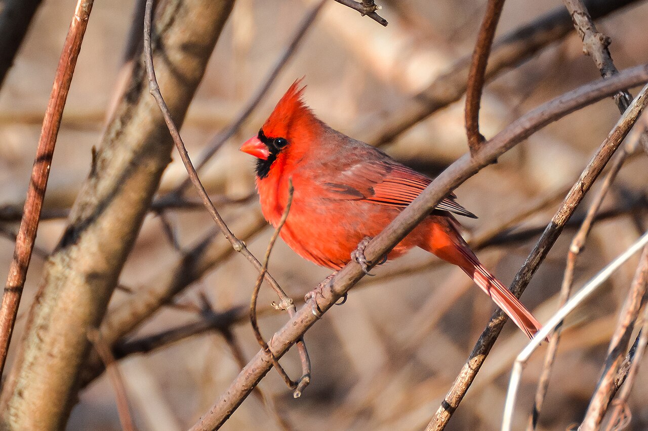 Which birds have a penis?