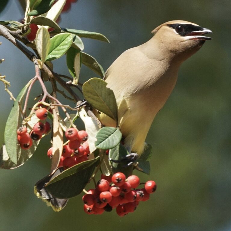 How Do Birds Sleep? Where and How They Rest