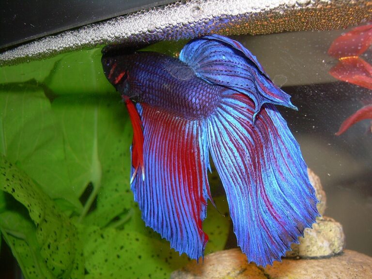 How Long Do Betta Fish Live? Lifespan & Aging Guide