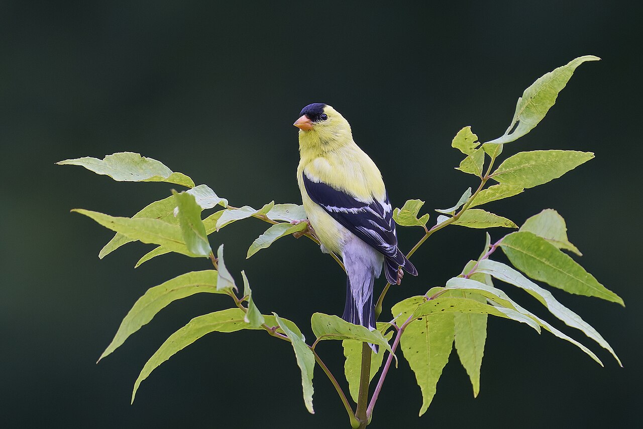 How to Attract American Goldfinches to Your Yard