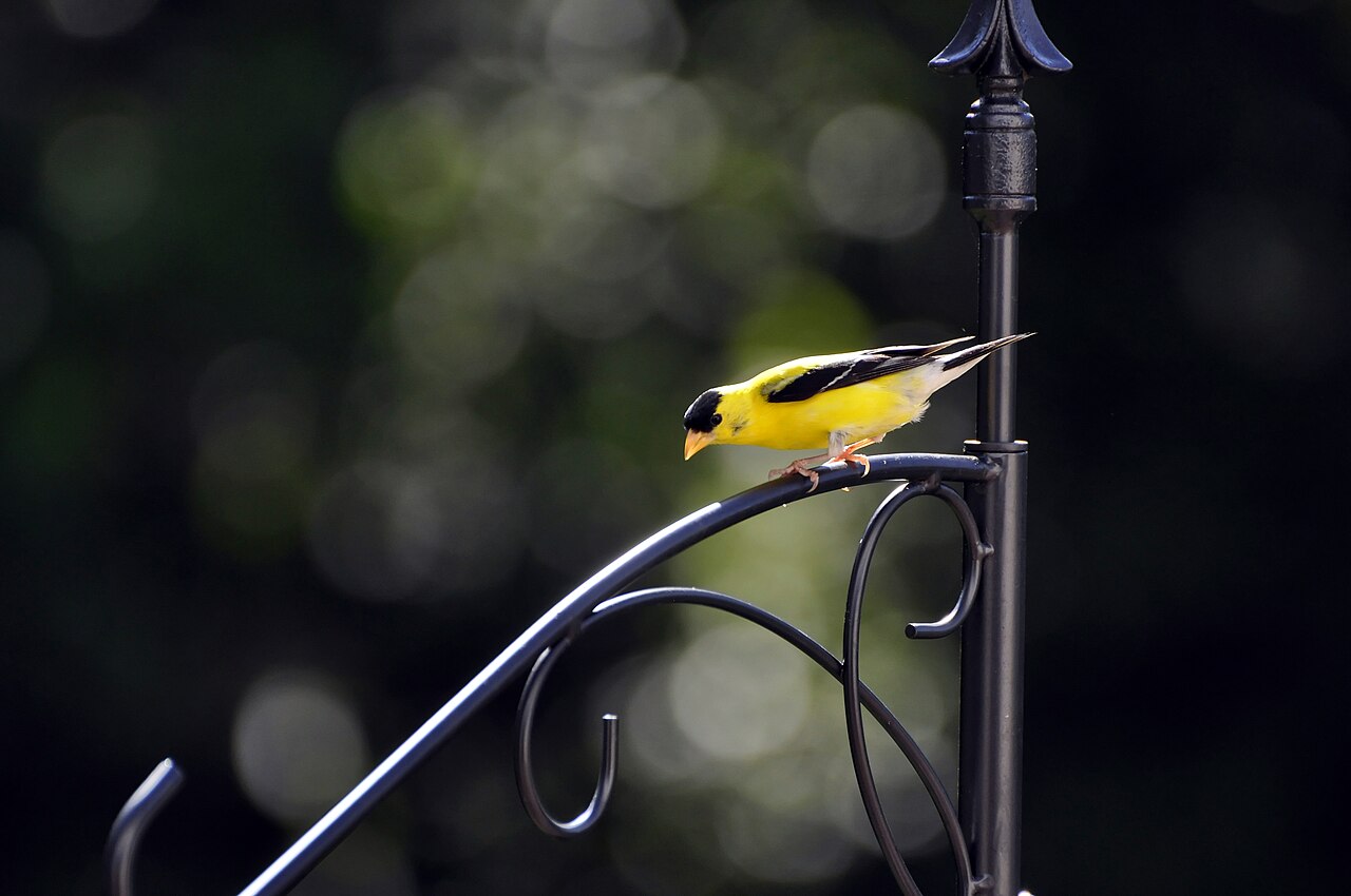 Use the Right Feeder