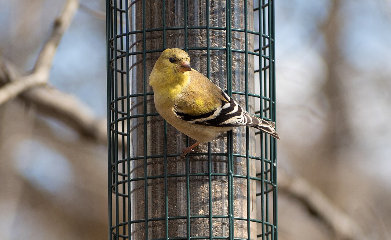 Understanding the Goldfinch Diet