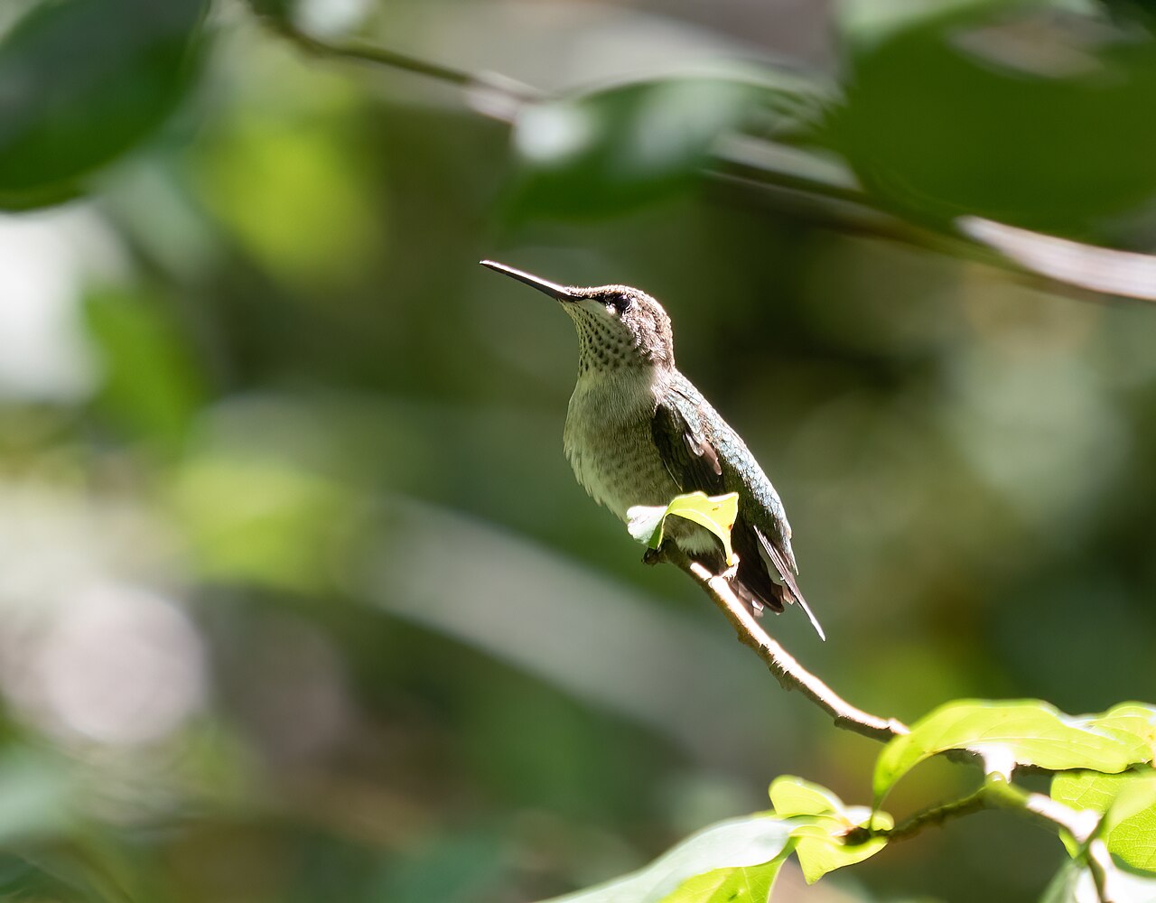 How to Attract Hummingbirds: Complete Guide
