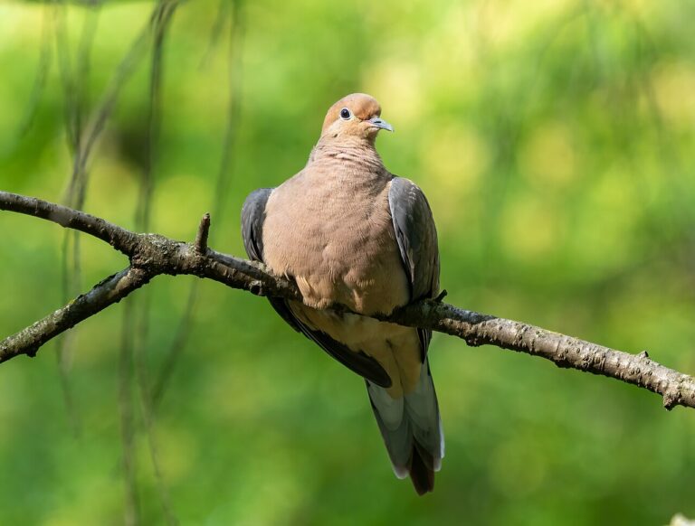 How to Attract Mourning Doves to Your Yard